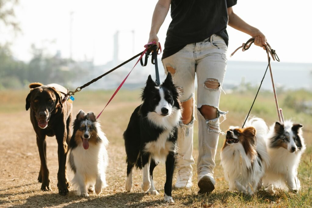 Comment bien préparer son chien pour un séjour en pension canine ?