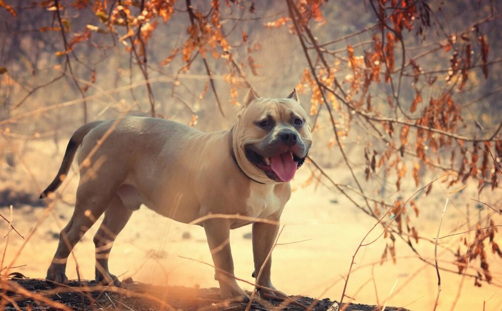 Que faire si mon chien détruit tout quand il est seul ?