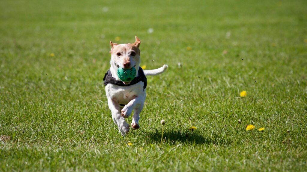Top 10 des accessoires indispensables pour votre chien en 2025
