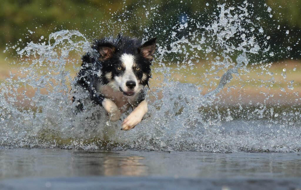 Les 5 erreurs à éviter en éducation canine (et comment les corriger)