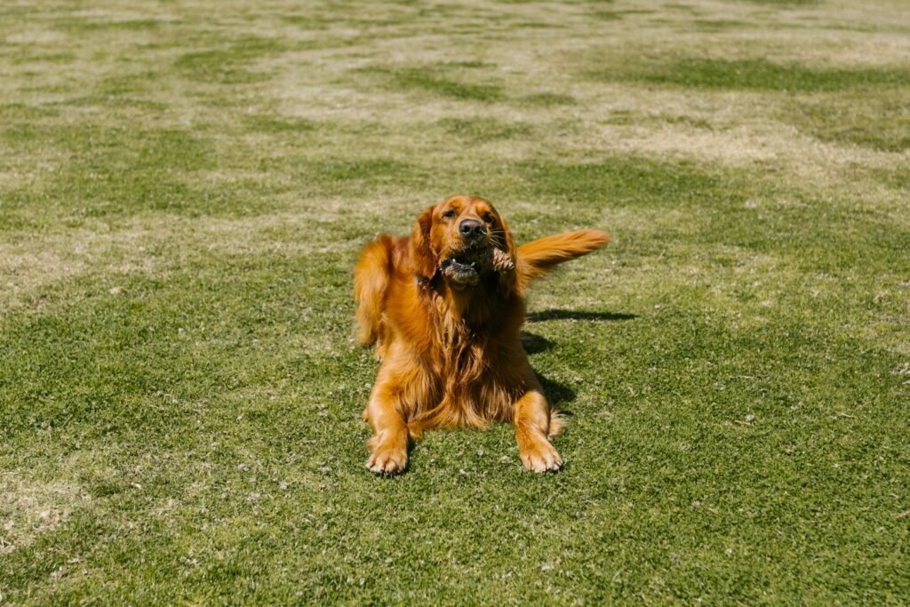 Pourquoi l’éducation positive est la meilleure méthode pour votre chien ?
